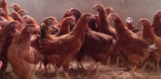 Imunonutrição para animais do campo deve ser intensificada em momentos de estresse