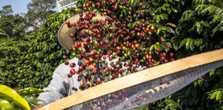 Cooperativismo mineiro responde por 30% do café consumido no Brasil