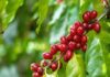 Embrapa Café divulga estimativa de safra com crescimento da área plantada com conilon
