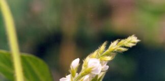 Nova fórmula de bioestimulante vegetal favorece enraizamento e potencializa o metabolismo do nitrogênio