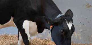 Baixa concentração de cálcio no sangue afeta produção de leite e pode custar mais de R$ 600,00 por vaca