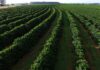 Manejo biológico contribuiu para certificação de cafés especiais e certificados