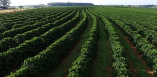 Manejo biológico contribuiu para certificação de cafés especiais e certificados