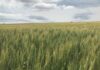 Novas cultivares de trigo apresentam ganhos em rendimento, maior segurança no campo e ampla adaptação