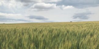 Novas cultivares de trigo apresentam ganhos em rendimento, maior segurança no campo e ampla adaptação