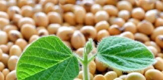 Inseticida em formulação versátil atinge lagartas e percevejos da soja