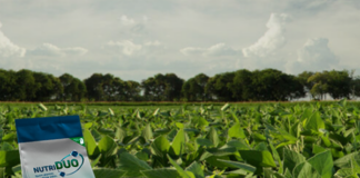 ICL desenvolve no Brasil solução para redução dos estresses oxidativos da soja