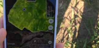 Aplicativos gratuitos calculam índices de vegetação e permitem monitoramento remoto de lavouras