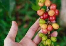 Fabricante de insumos para café garante seguro agrícola climático para clientes, sem custo adicional