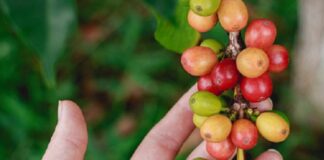 Fabricante de insumos para café garante seguro agrícola climático para clientes, sem custo adicional