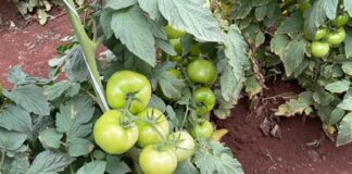 Desenvolvido mecanismo de ação único no controle da traça-do-tomateiro