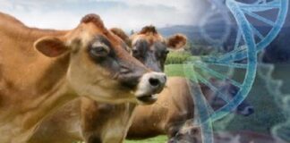 Setor de genética e nutrição crescerá cerca de 6,6%, ao ano, até 2027