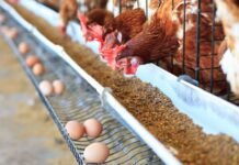 Suplementação de cálcio para aves poedeiras contribui para manutenção óssea e metabólica