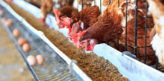 Suplementação de cálcio para aves poedeiras contribui para manutenção óssea e metabólica