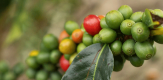 Unifran apresenta pesquisa sobre combate ao bicho-mineiro nos cafezais, realizada com apoio da Fapesp