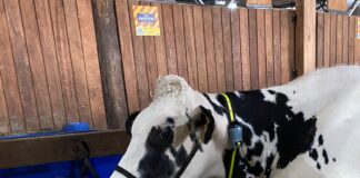 Monitoramento permite acompanhar produtividade e bem-estar dos animais, reduzindo o estresse