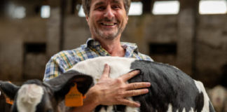 Gerar completa 15 anos e comemora taxa de prenhez média de 51,5% na última estação de monta