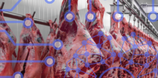 Inteligência artificial aplicada ao abate bovino amplia segurança, rastreabilidade e transparência do processo