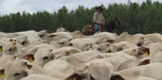 Identificação eletrônica individual de gado permite rastreabilidade e melhora gestão