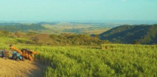Testes em campo com Forcy Cana comprovam que manejo nutricional na fase vegetativa da cana-de-açúcar garante aumento de TCH