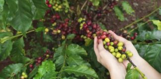 Mercado de fertilizantes para nutrição de plantas de café movimentou US$ 966 milhões no último ano-safra