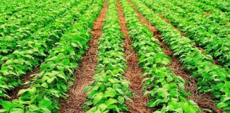 Manter elevado o patamar da produtividade da soja: meta de novas soluções