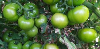 Desenvolvido híbrido de tomate para plantio em condições adversas, com cobertura contra doenças e rachaduras