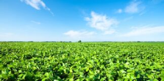 Agropecuária neutralizará o carbono antes de 2050, afirma presidente da Aprosoja/MS