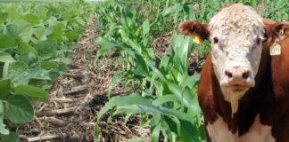 COP26 – US$ 3 bilhões serão investidos no agro brasileiro por empresas signatárias do IFACC