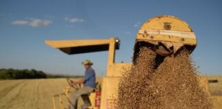 DIA DO TRIGO: Cultura registra avanços em qualidade e produtividade, do campo à mesa