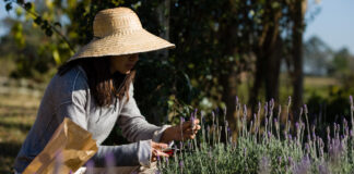 Da roça para a mesa: a cadeia brasileira de orgânicos inova e cumpre padrões de segurança alimentar
