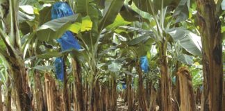 ARTIGO – A importância da nutrição para a qualidade da banana e suas vantagens produtivas