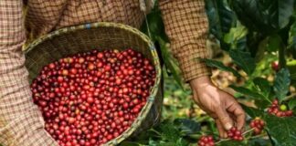 Café Produtor de Água: lançado projeto que remunera cafeicultor que adotar práticas sustentáveis