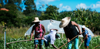 Conab e Sebrae: acordo facilita acesso dos pequenos e microempreendedores ao Sistema de Comercialização