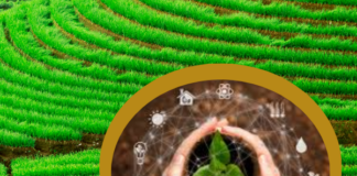 Investimento em agropecuária de baixo carbono leva fabricante de fertilizantes a desenvolver parceria e programa de vantagens