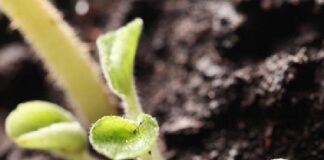 Entre Solos: iniciativa para fomentar o diálogo sobre o agro sustentável