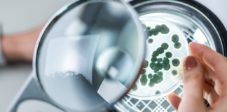 Manejo biológico da semente à colheita eleva a sustentabilidade e a ecoefiência da produção