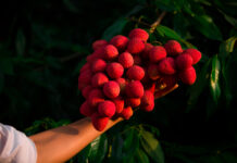 Lichia e o cuidadoso processo para chegar à sua mesa é tema da série “De Lá Pra Cá”