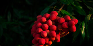 Lichia e o cuidadoso processo para chegar à sua mesa é tema da série “De Lá Pra Cá”