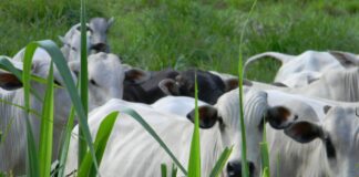 Pecuária no pós-pandemia e na era digital é mais dependente de decisões rápidas