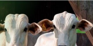 No ano do boi, foram registrados 6,5 milhões de bovinos em confinamento e recordes diversos