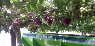 Aplicar adubo orgânico sólido não é igual ao convencional, alerta agrônomo