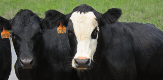 BNDES e Ministério da Agricultura firmam parceria para incentivar redução de emissões na pecuária bovina