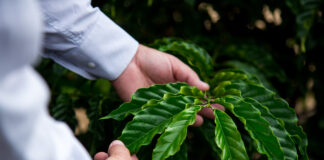 Cobre orgânico incrementa produtividade de café em 2,3 sacas por hectare