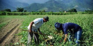 Custeio antecipado: Caixa e Sicoob lançam campanhas