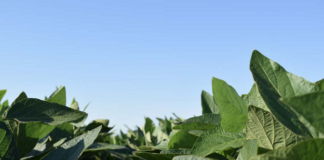 Quatro dicas para melhorar o manejo de boro em sua lavoura