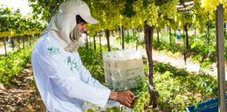 Normas e certificações ampliam produção e produtividade do agro, afirma ABNT