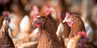 Em aves, nutrição de qualidade contribui na prevenção do estresse calórico