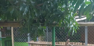 Especial – Produtor rural transforma pandemia em momento criativo