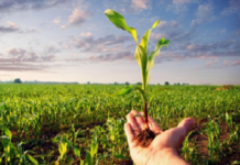 Seguro rural atinge recorde de mais de 217 mil apólices contratadas em 2021